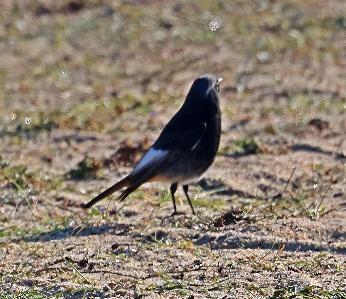 Black Redstart - ML647900617