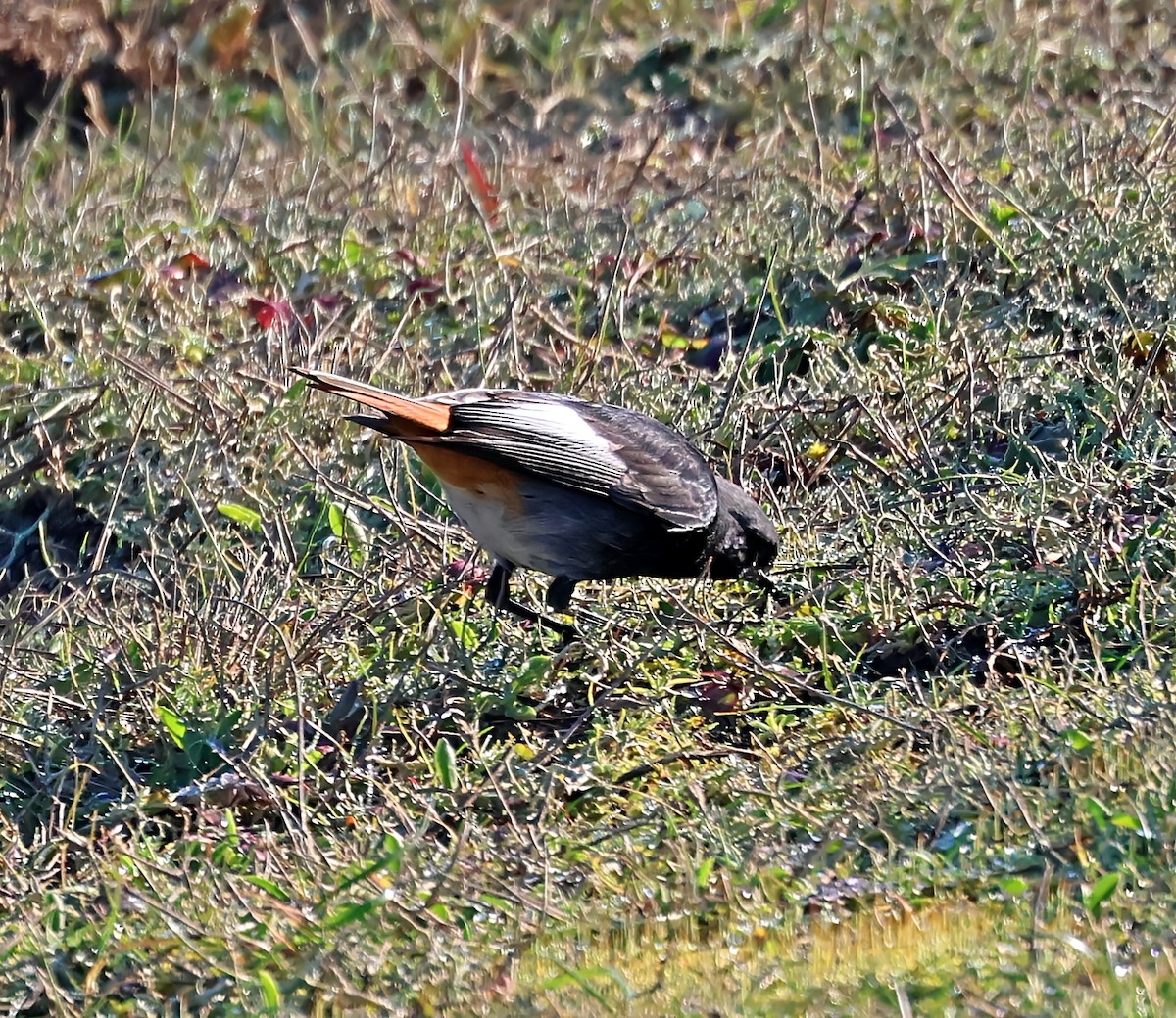 Black Redstart - ML647900618