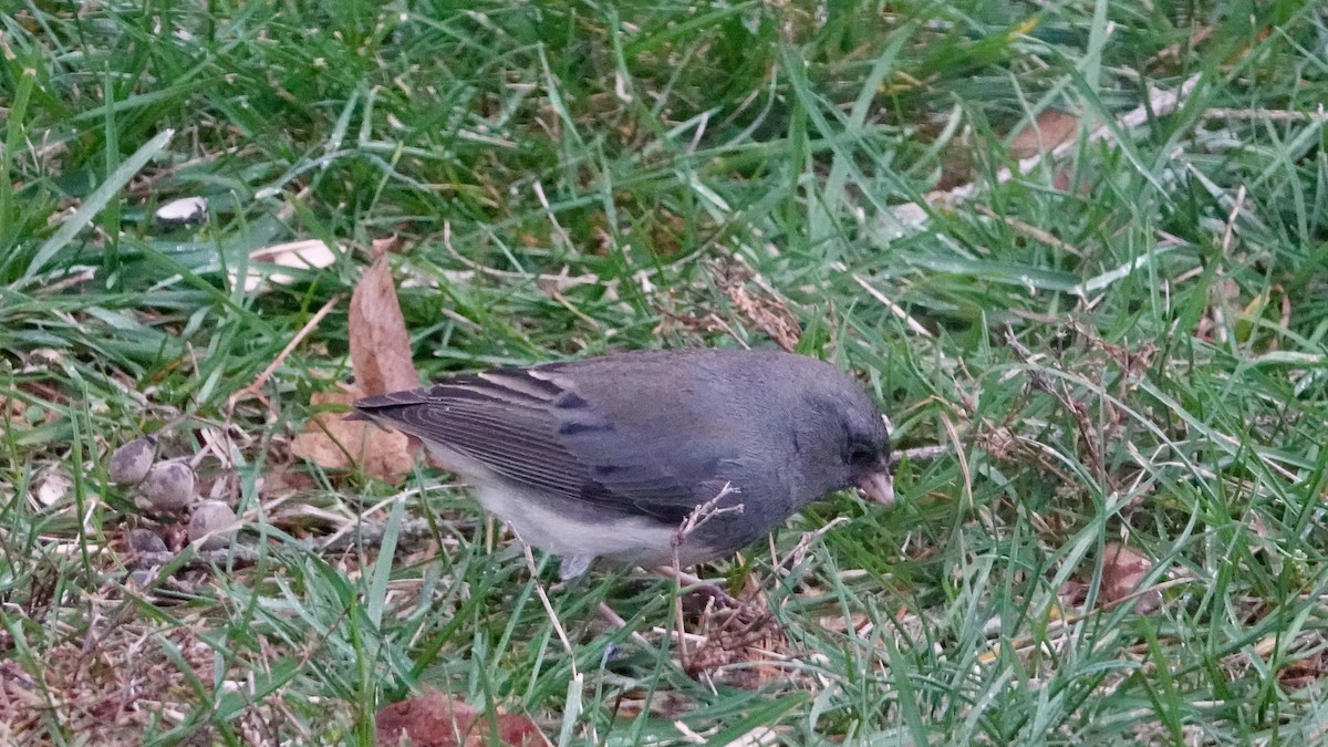 Dark-eyed Junco (Slate-colored) - ML647900619
