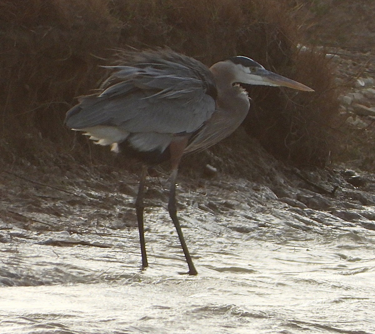 Great Blue Heron - ML647900621