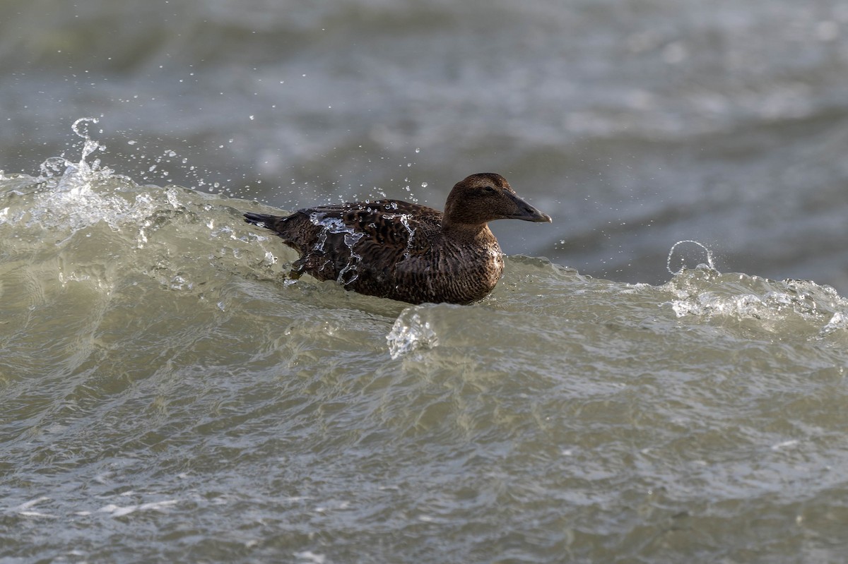 Common Eider - ML647900623