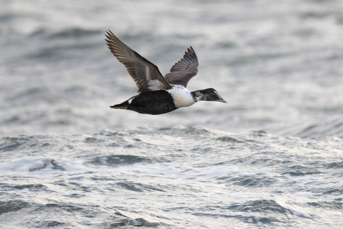 Common Eider - ML647900624