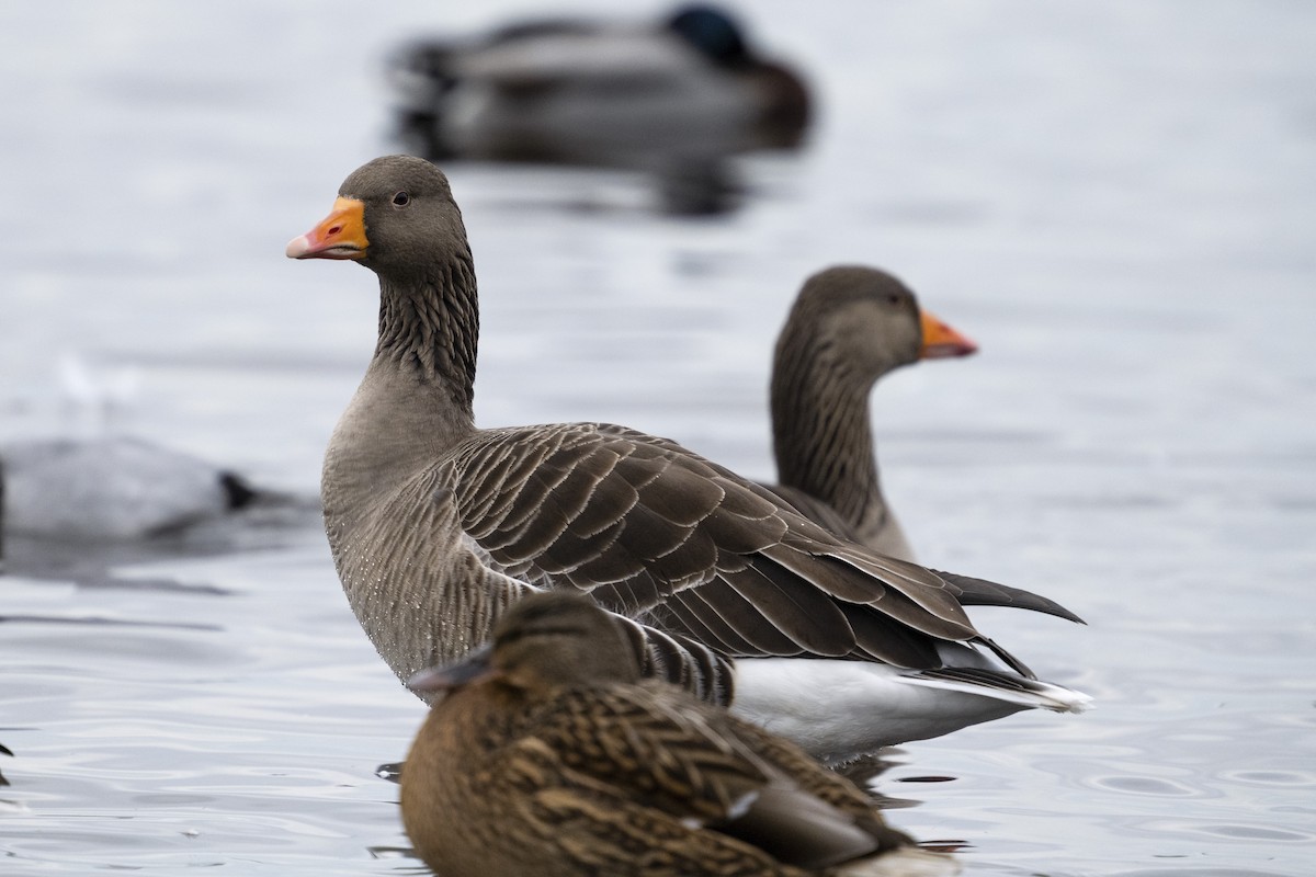 Graylag Goose - ML647900626