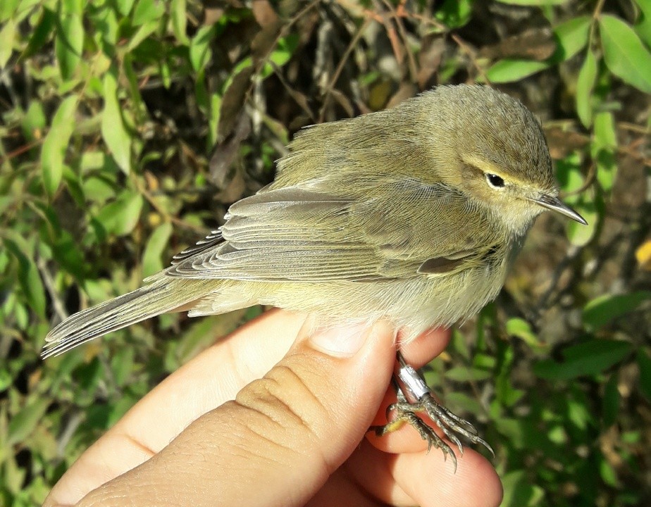 Common Chiffchaff - ML647900627