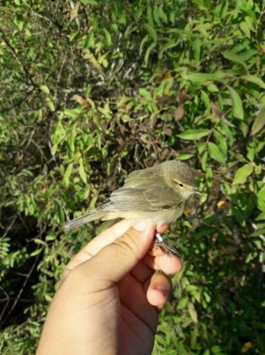 Common Chiffchaff - ML647900628