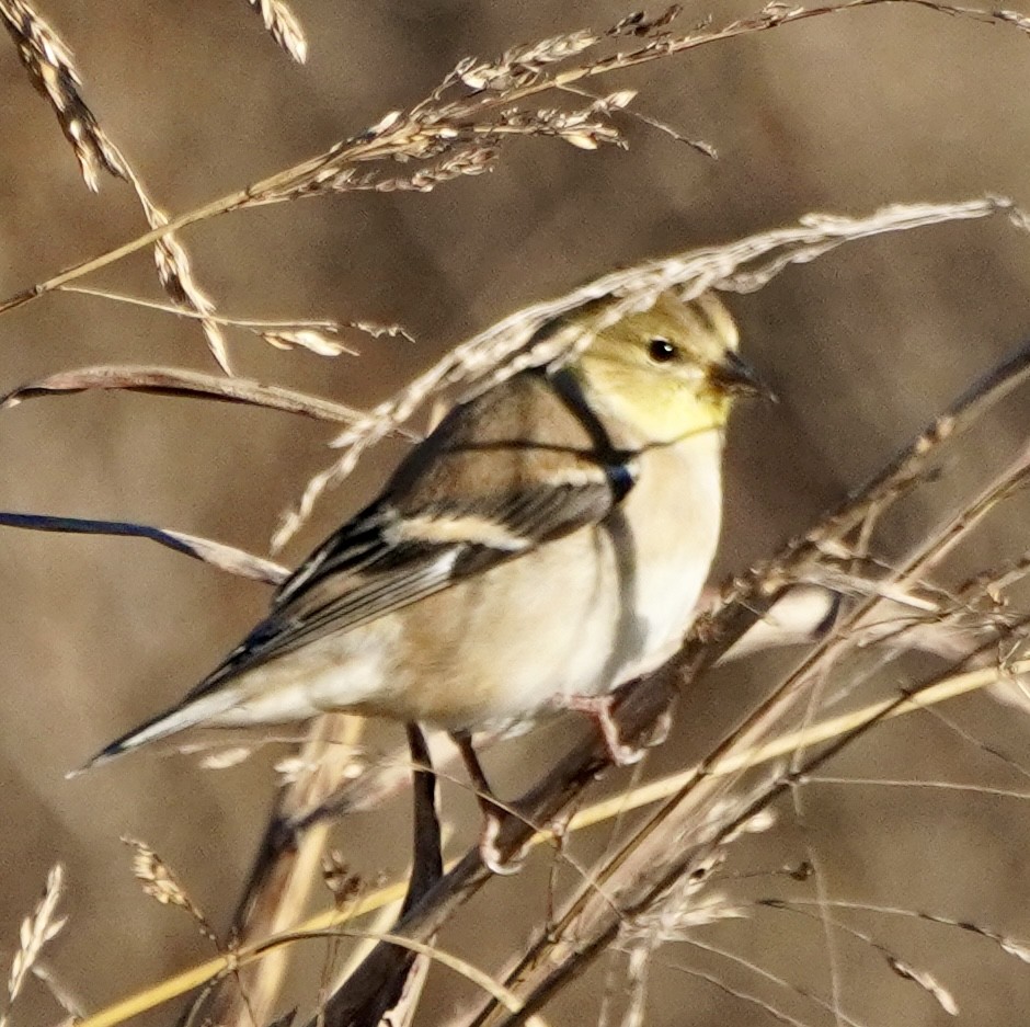 American Goldfinch - ML647900629