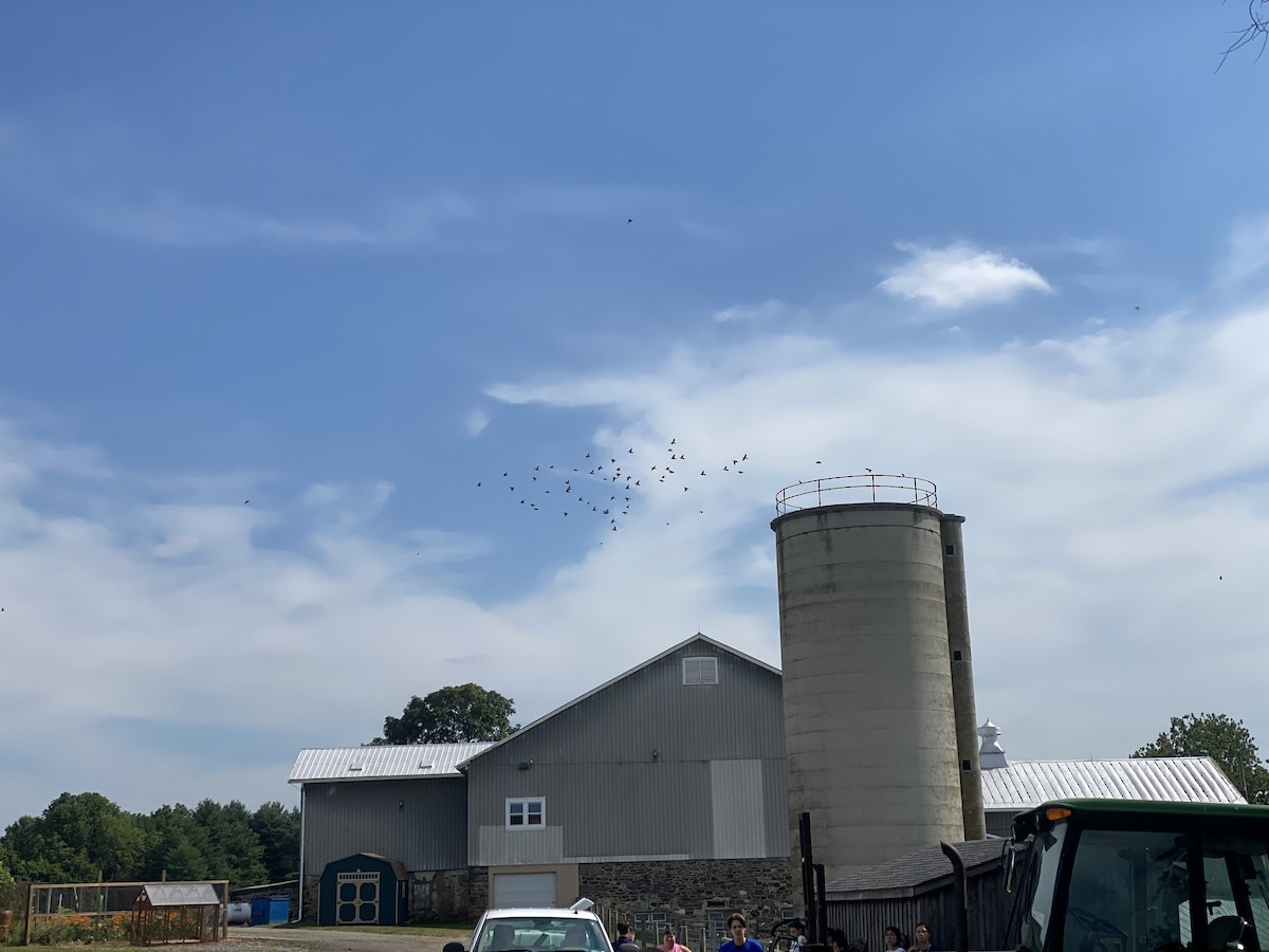 European Starling - ML647900631