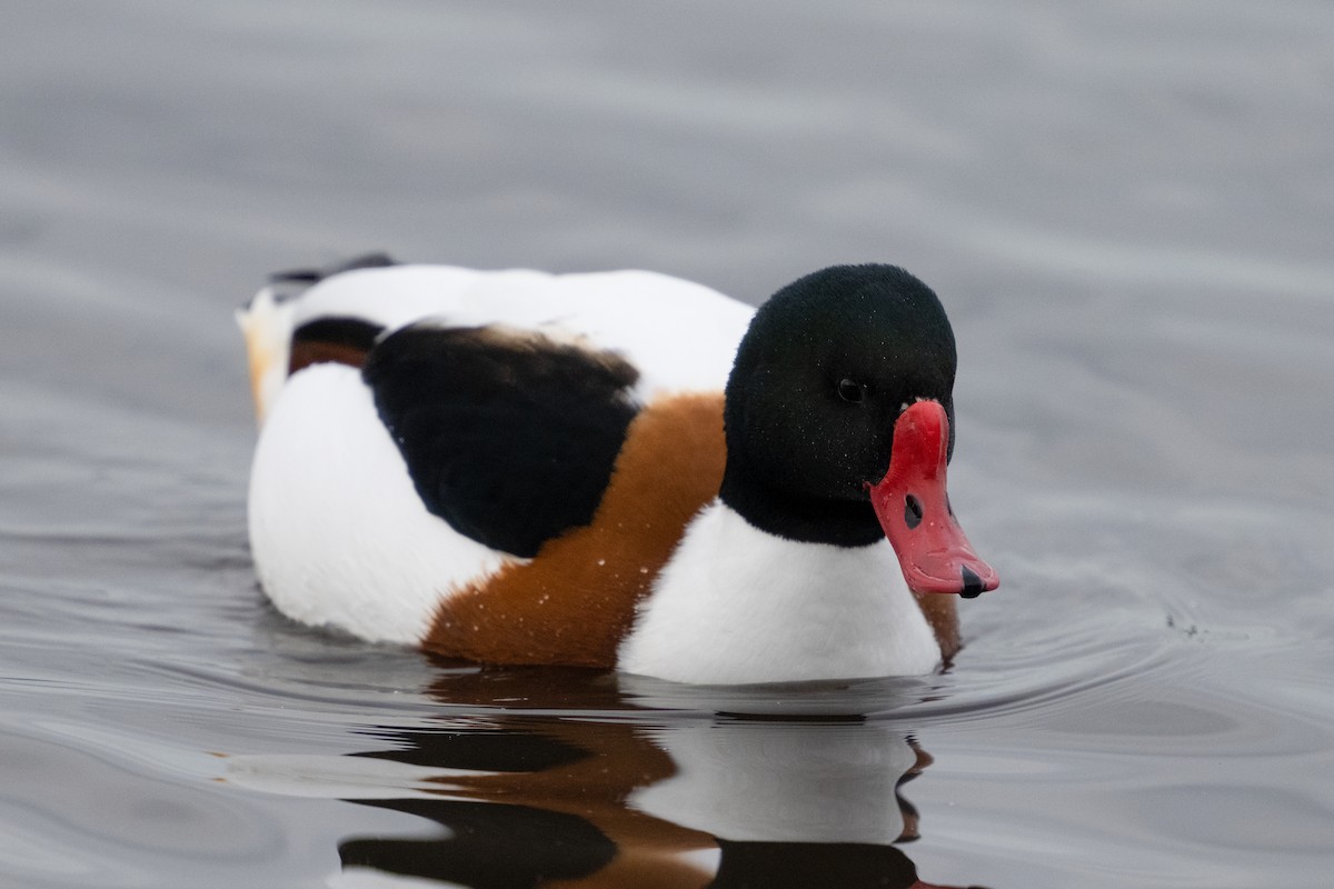 Common Shelduck - ML647900632
