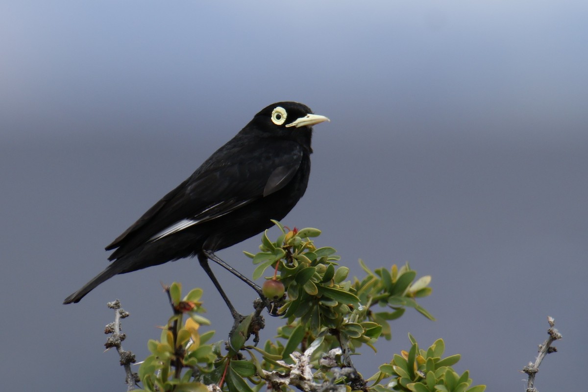 Spectacled Tyrant - ML647900634