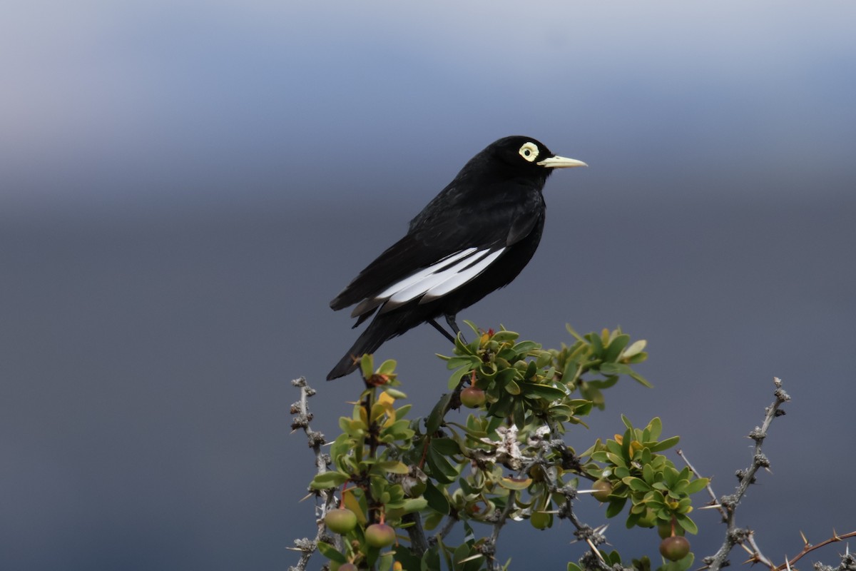 Spectacled Tyrant - ML647900635