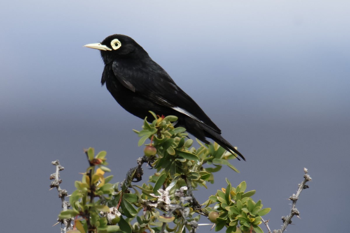 Spectacled Tyrant - ML647900636