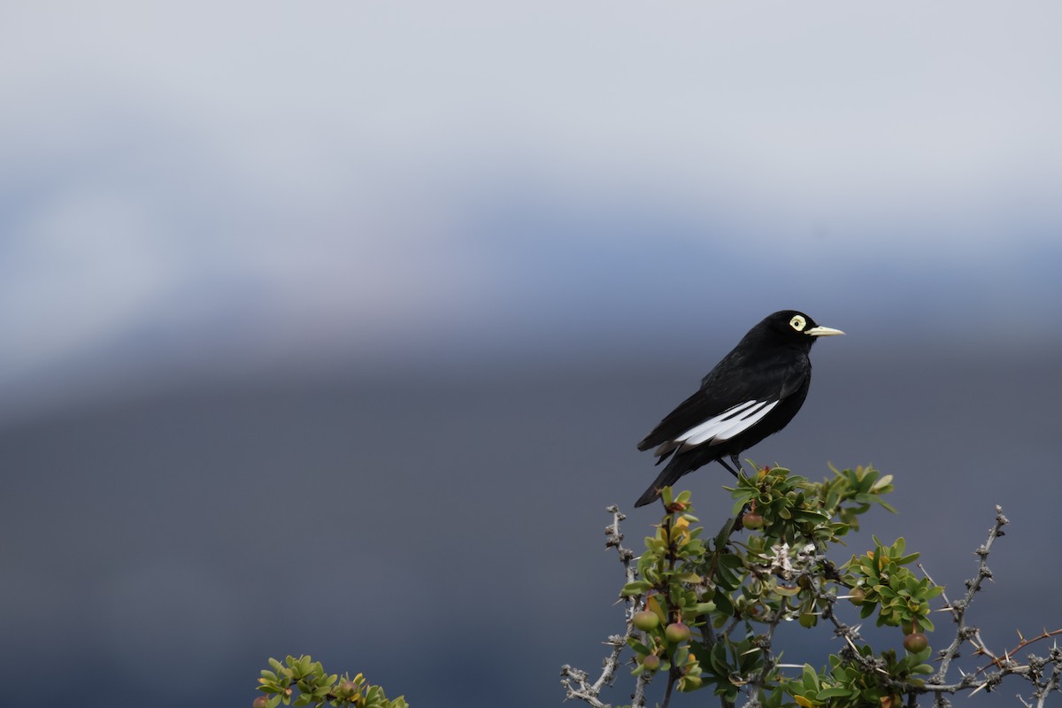 Spectacled Tyrant - ML647900637