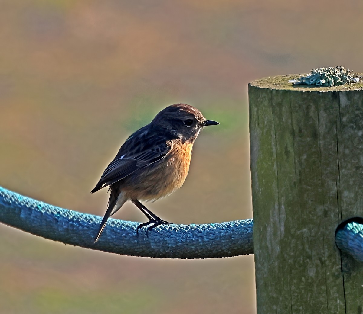 European Stonechat - ML647900639