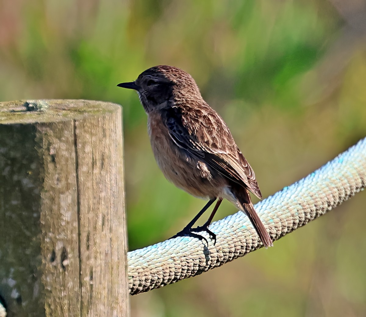 European Stonechat - ML647900640