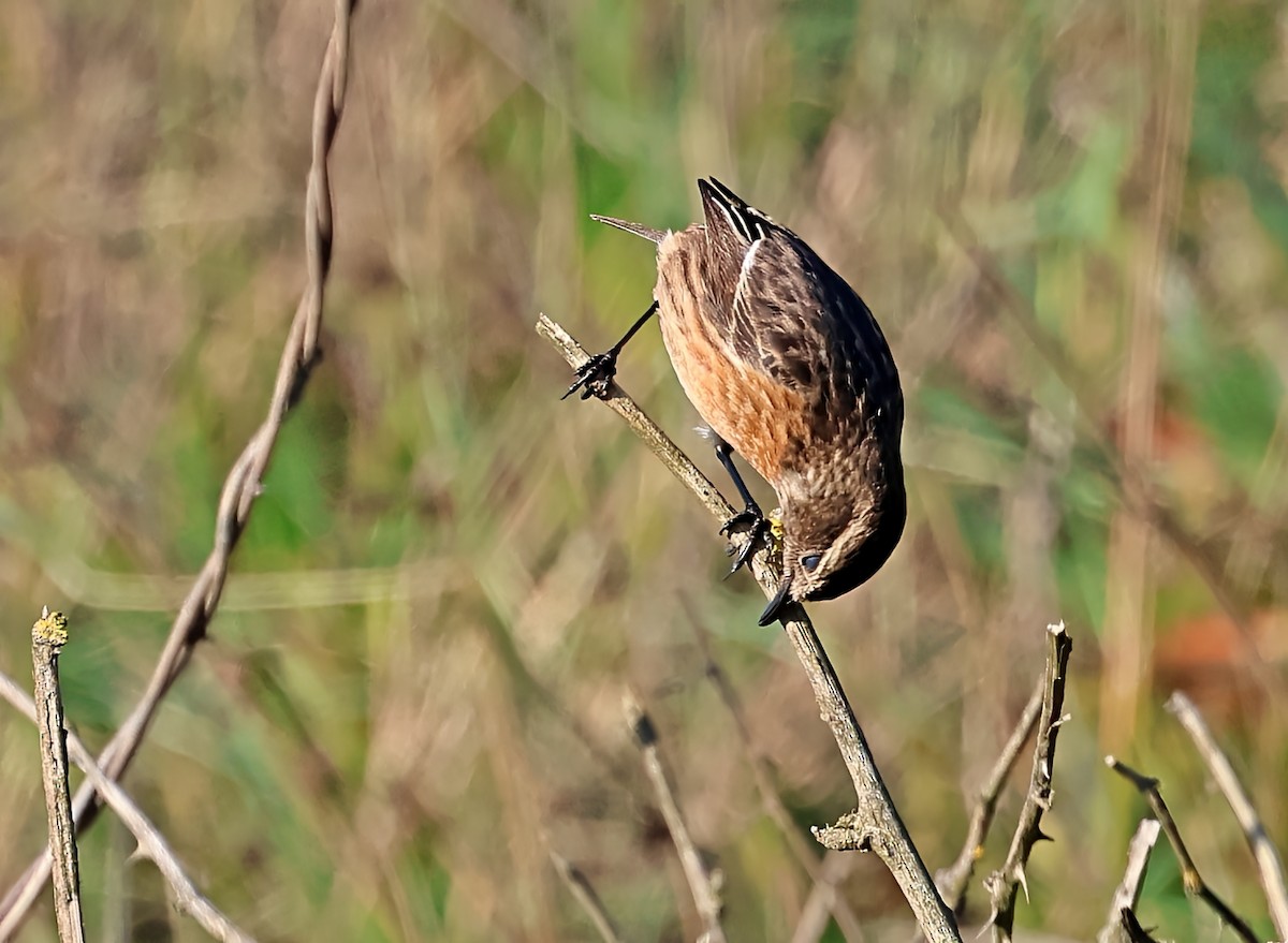 European Stonechat - ML647900641