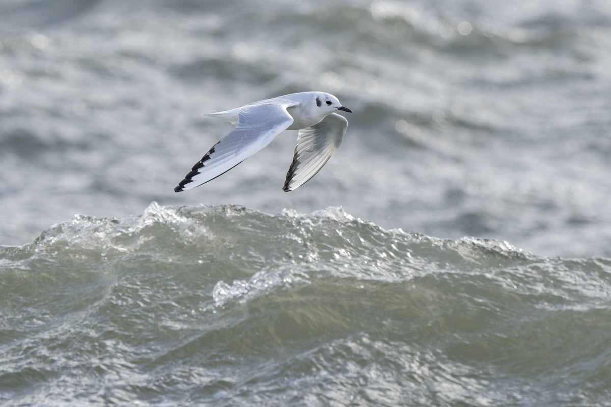 Bonaparte's Gull - ML647900642