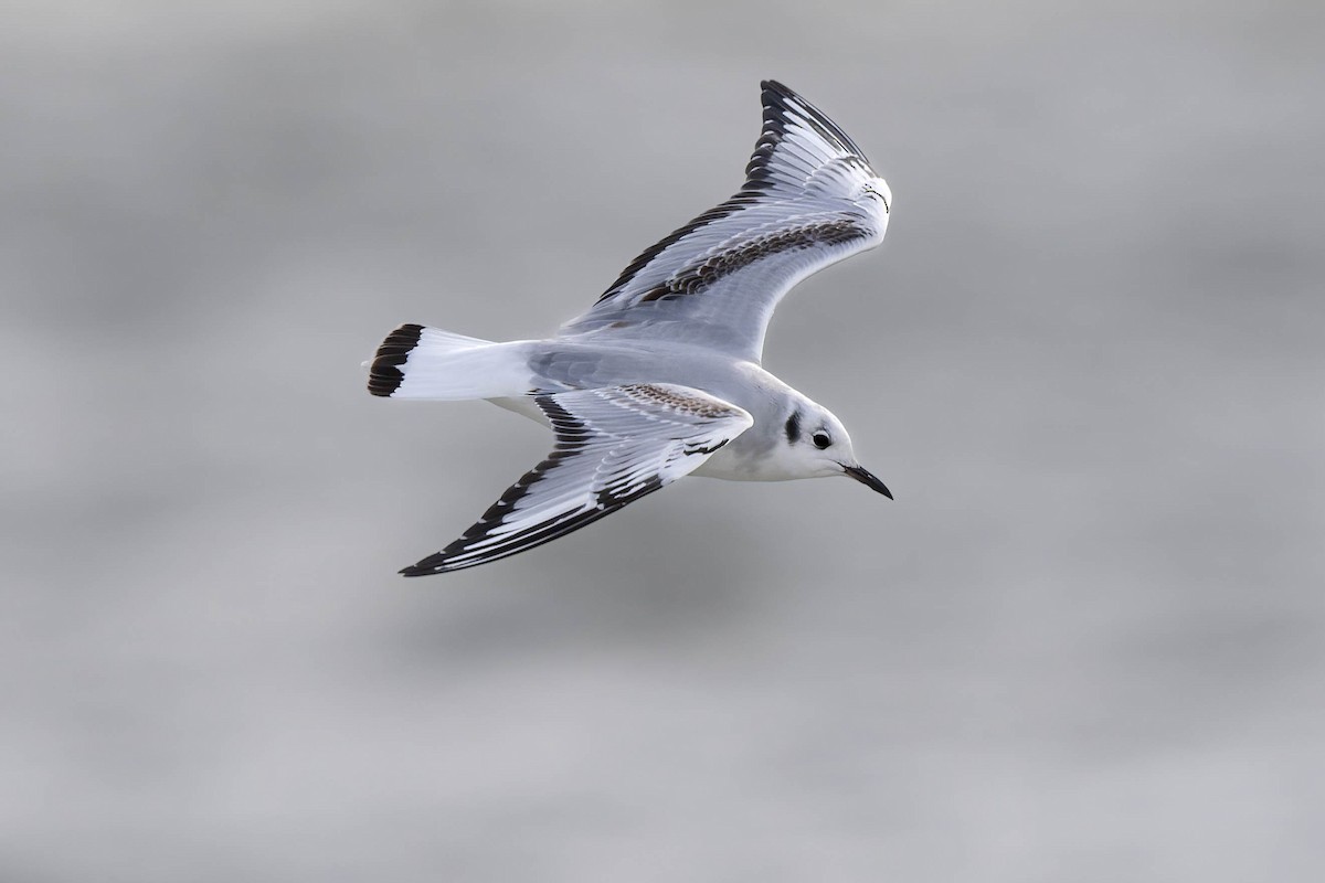 Bonaparte's Gull - ML647900643