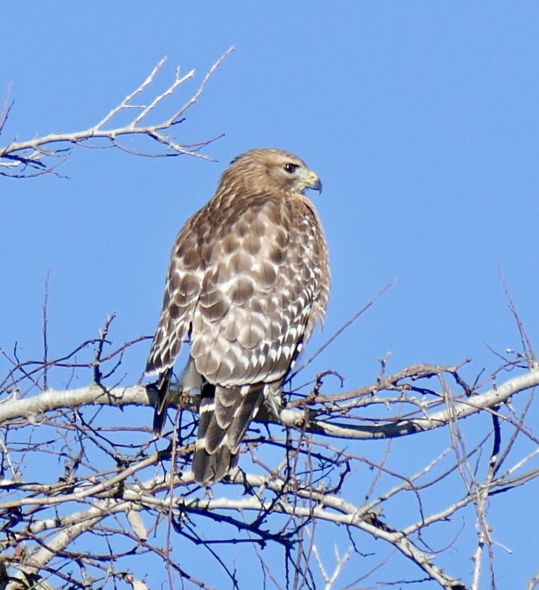 Red-shouldered Hawk - ML647900644