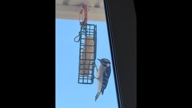 Downy Woodpecker - ML647900713