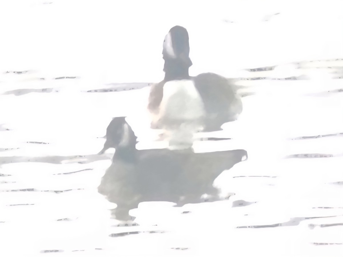 Barnacla Canadiense Chica - ML647900736