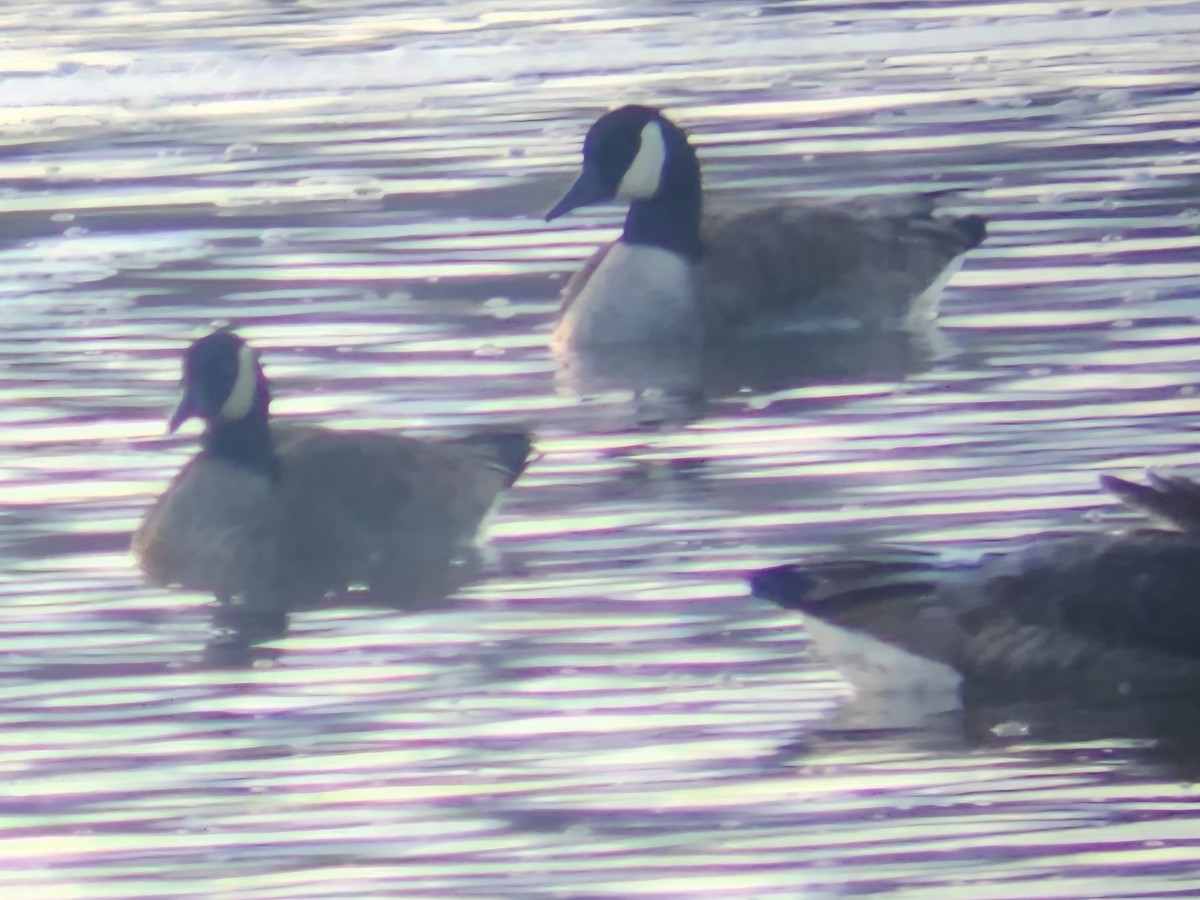 Barnacla Canadiense Chica - ML647900737