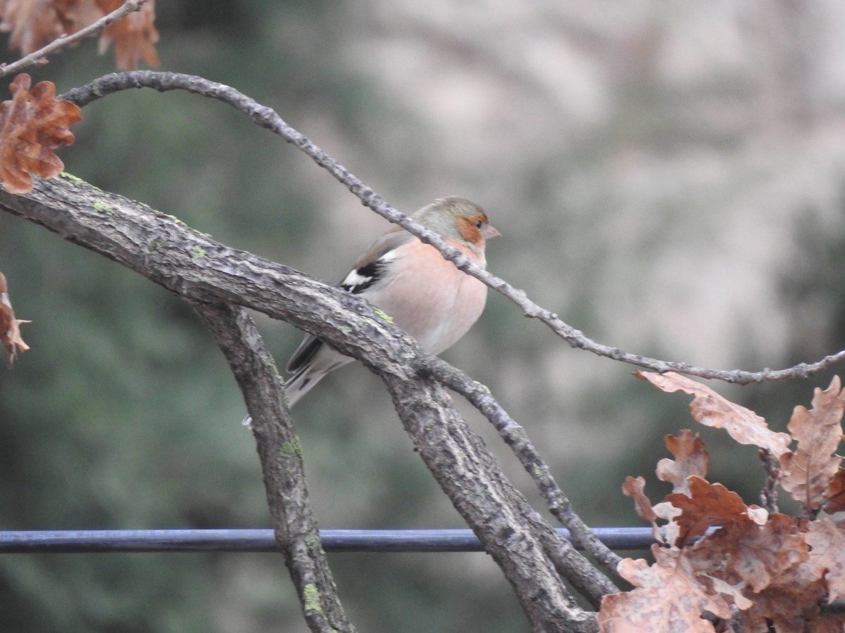 Pinson des arbres - ML647900789