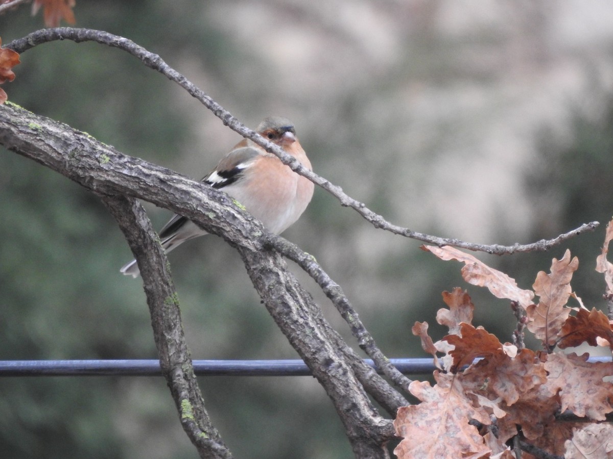 Pinson des arbres - ML647900790