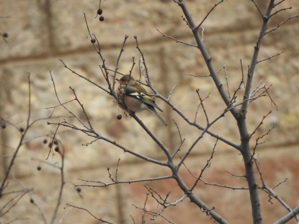 Pinson des arbres - ML647900791