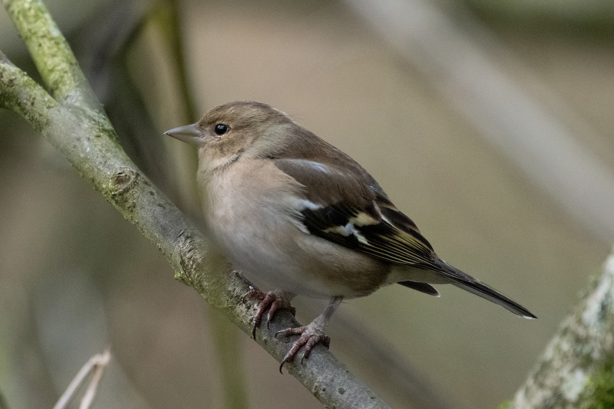 Pinson des arbres - ML647900839