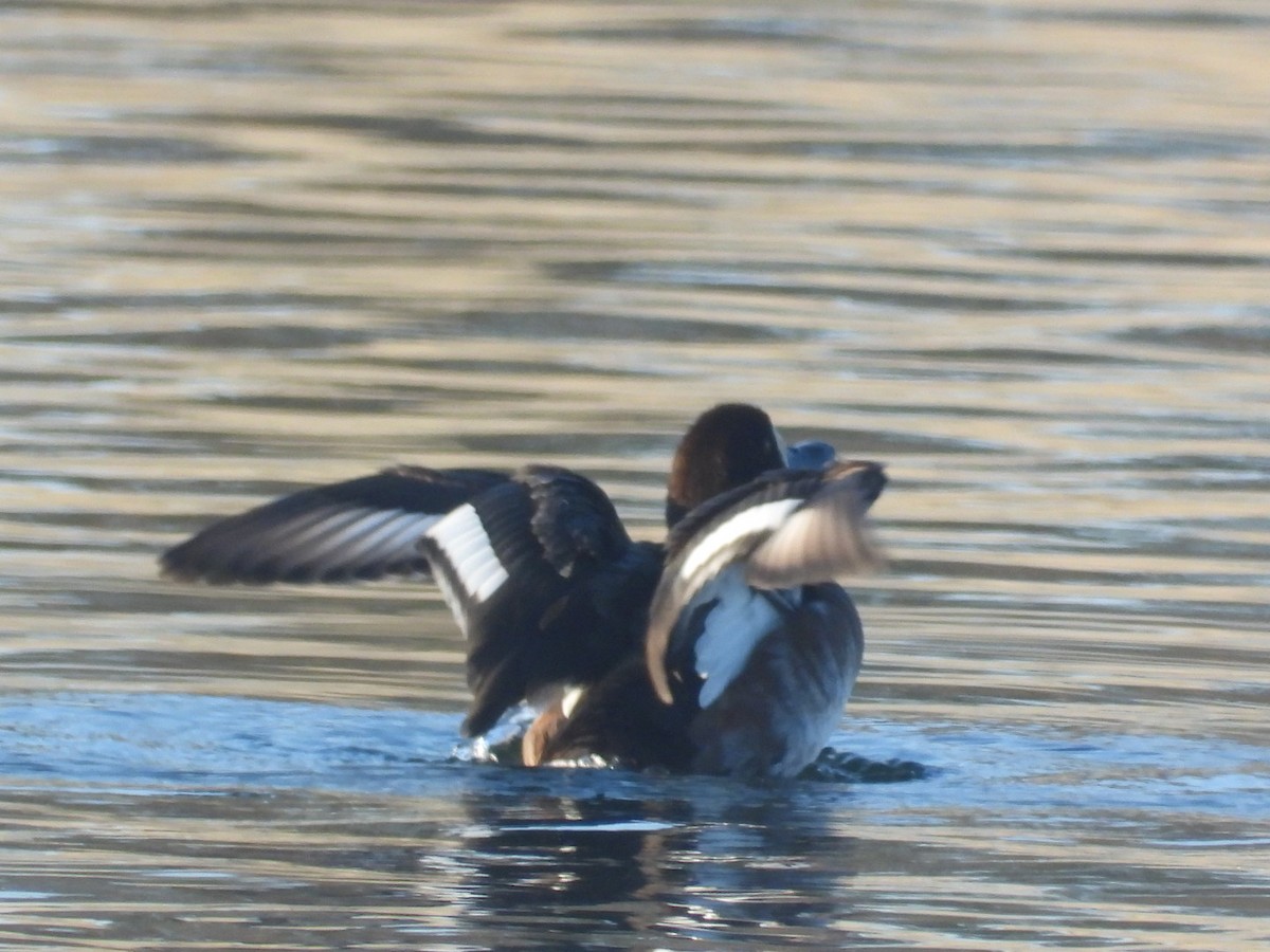 Морская чернеть - ML647900884