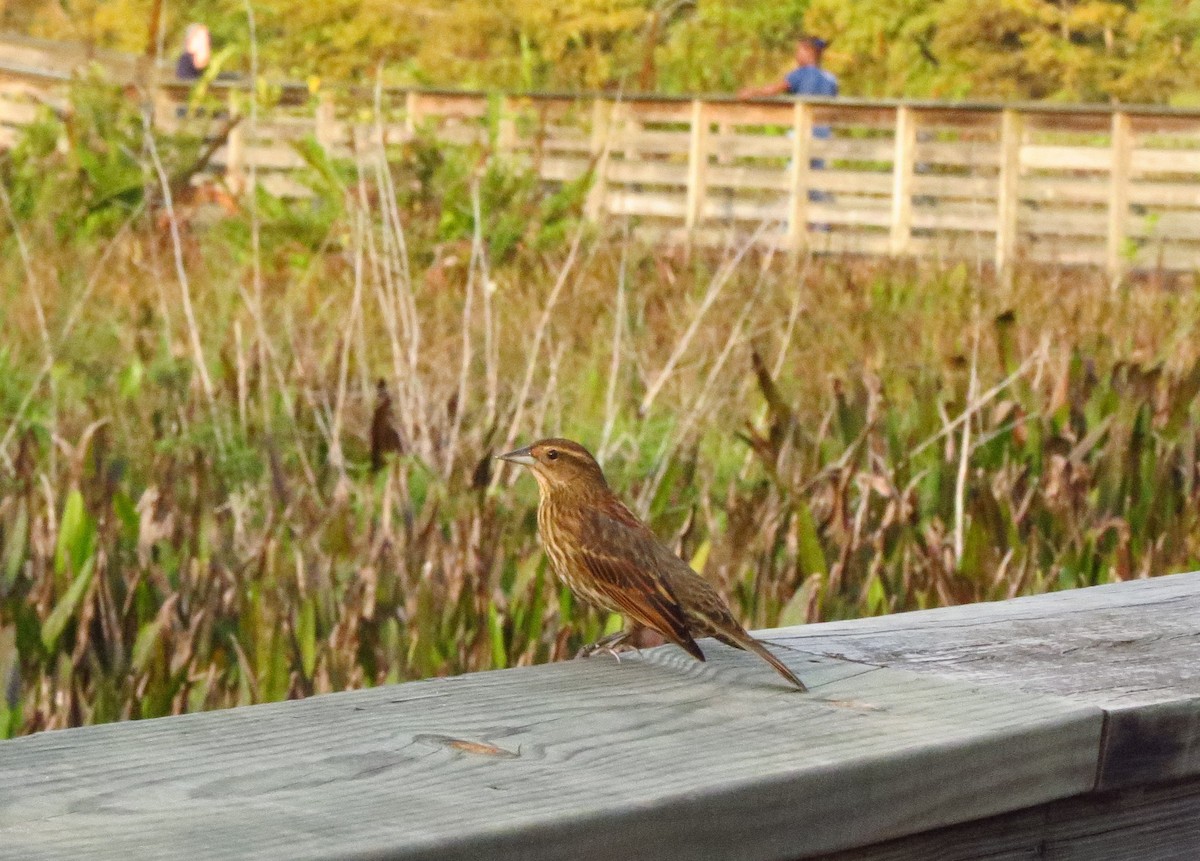 Red-winged Blackbird - ML647900904