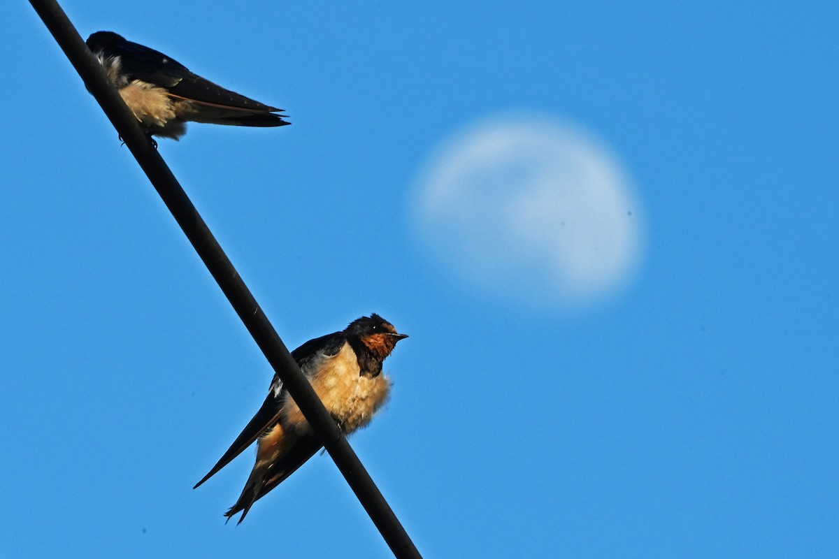 Ластівка сільська - ML647900905