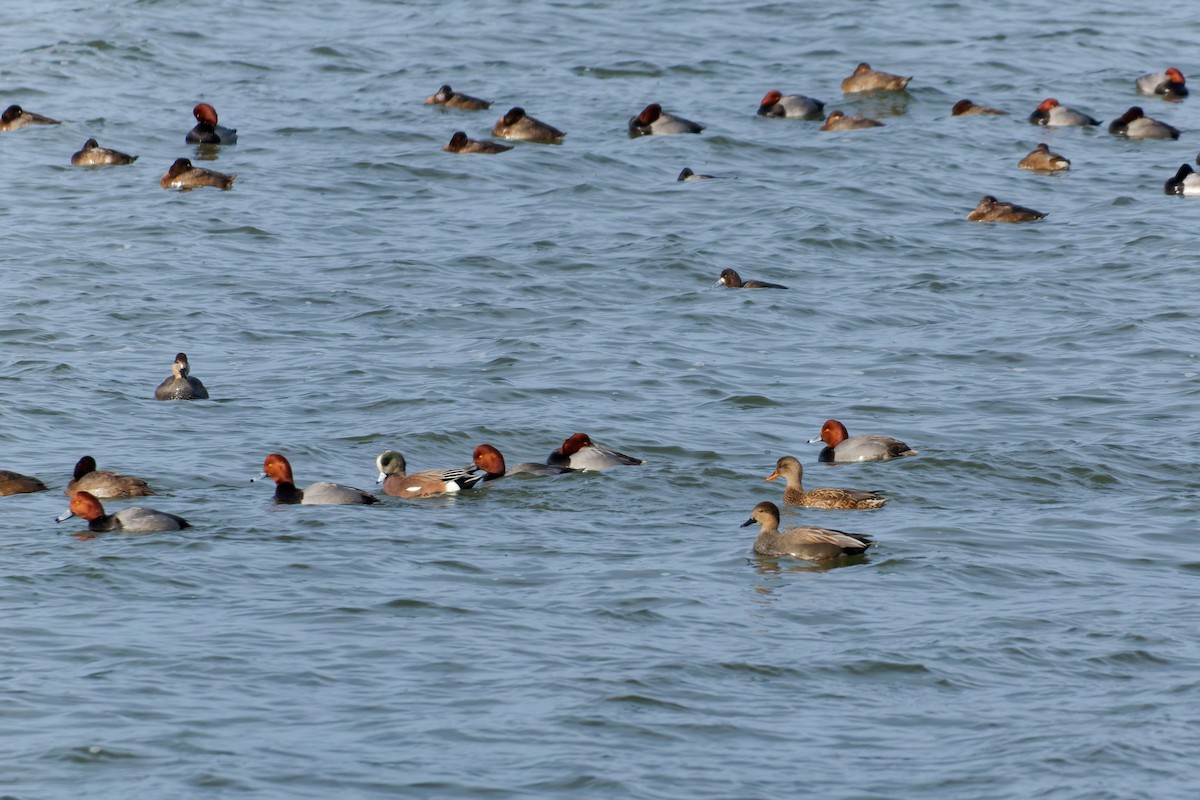 Ipar-ahatea - ML647900912