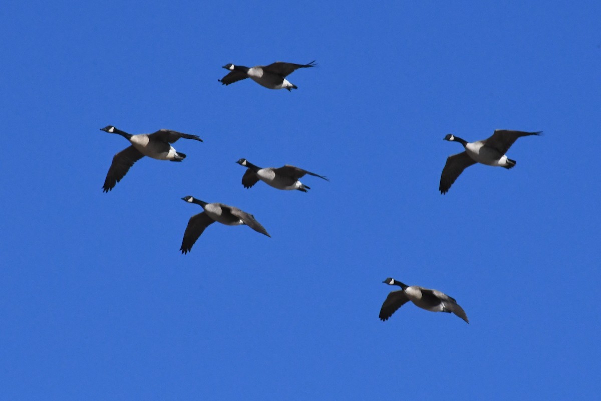 Kanadagans - ML647901050