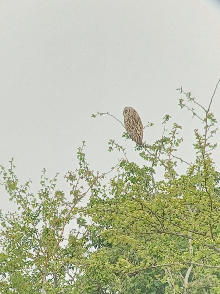 Short-eared Owl - ML647901093