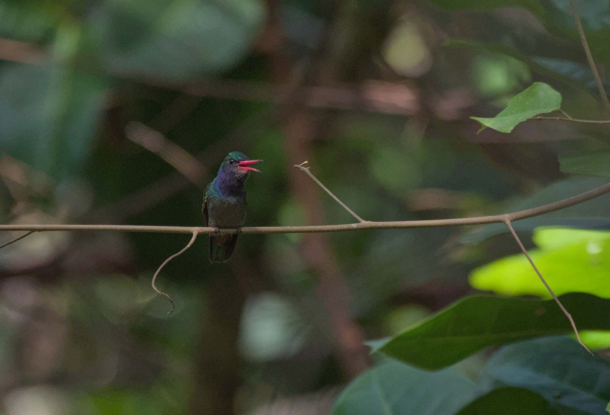 Blue-throated Goldentail - ML647901207