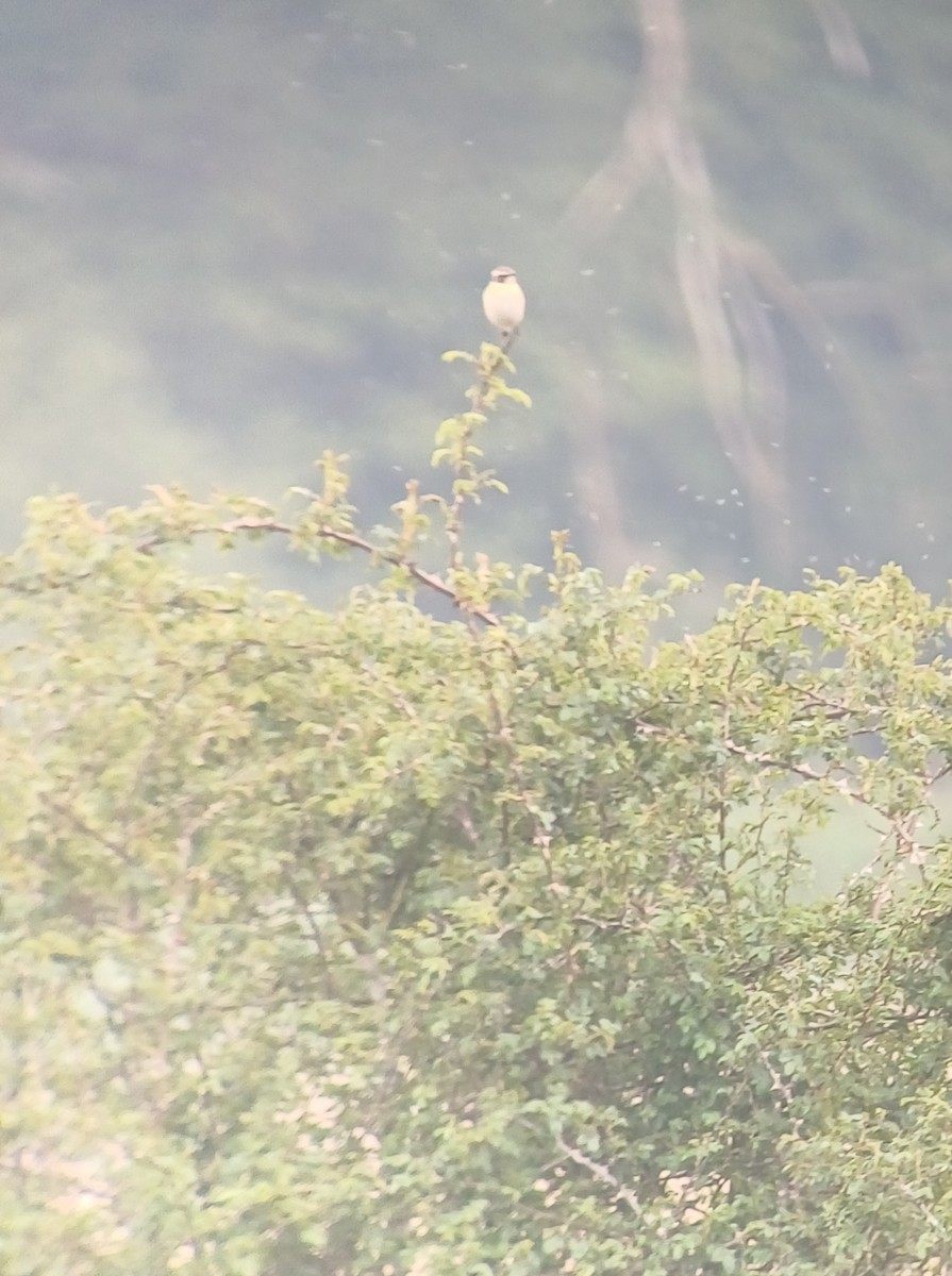 Whinchat - ML647901208