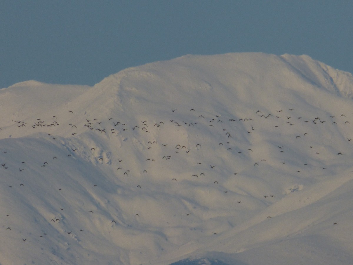 European Golden-Plover - ML647901209