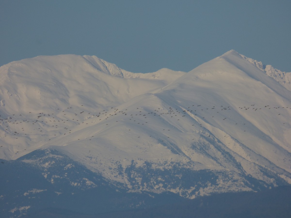 European Golden-Plover - ML647901210