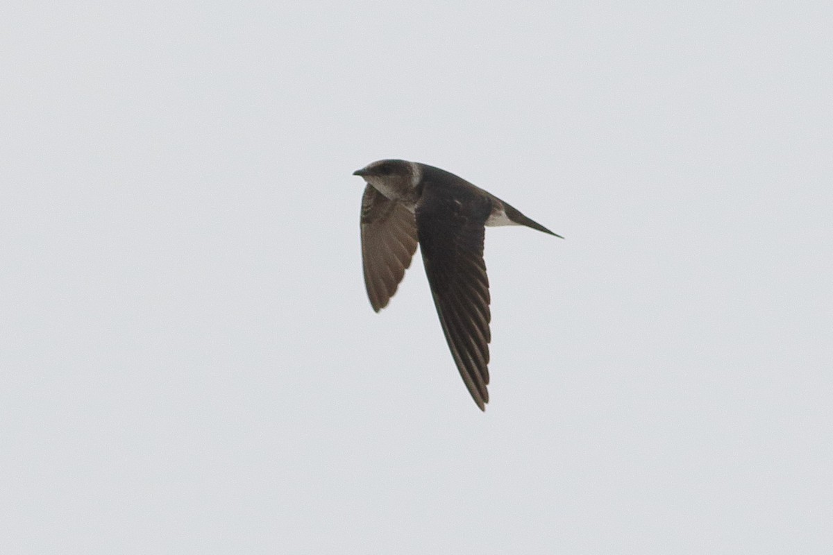 Purple Martin - ML647901211