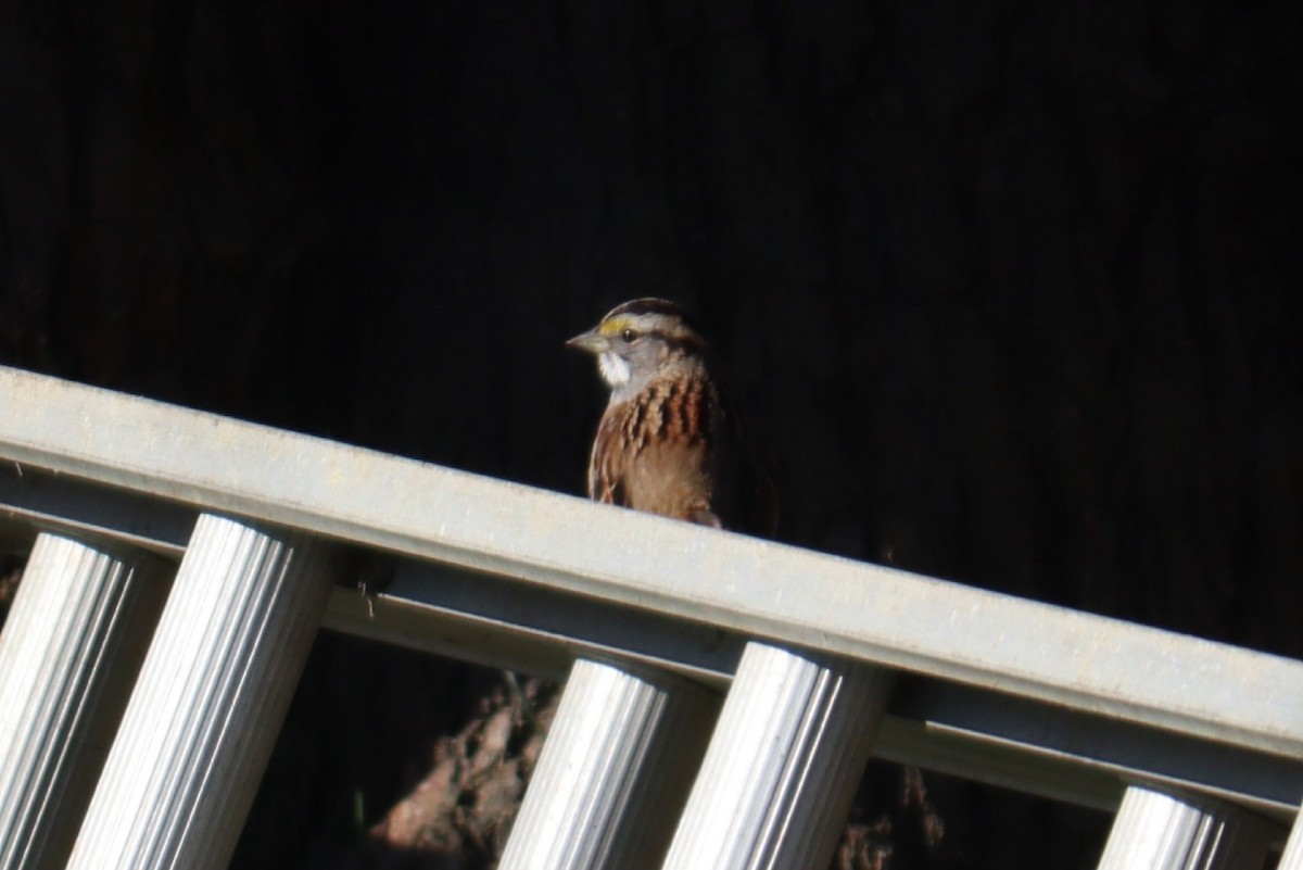 White-throated Sparrow - ML647901212