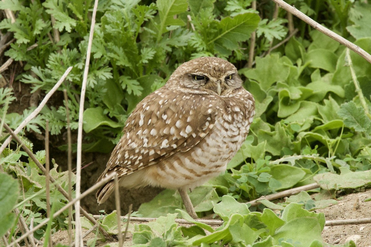 Burrowing Owl - ML647901213
