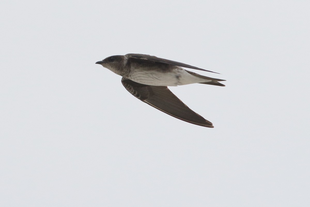 Purple Martin - ML647901216