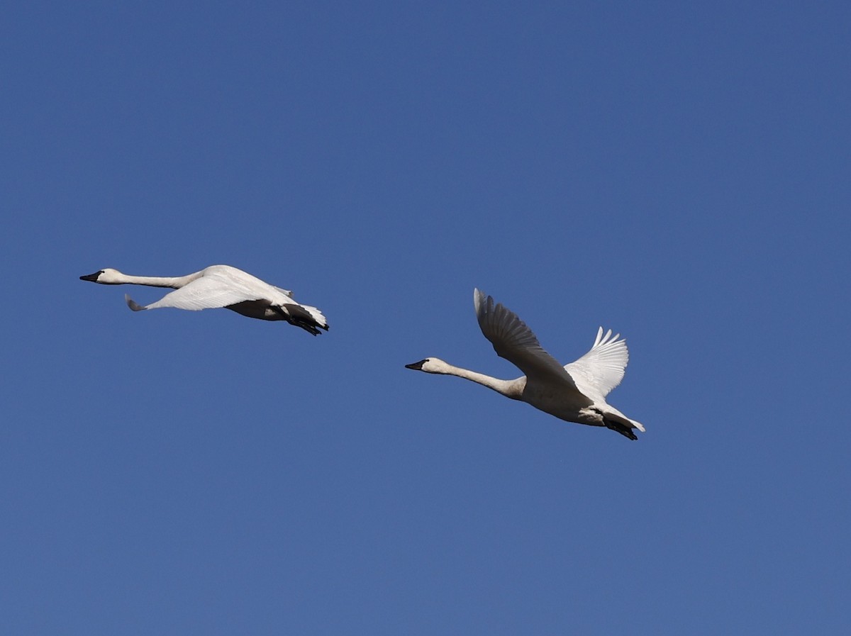 Tundra Swan - ML647901218