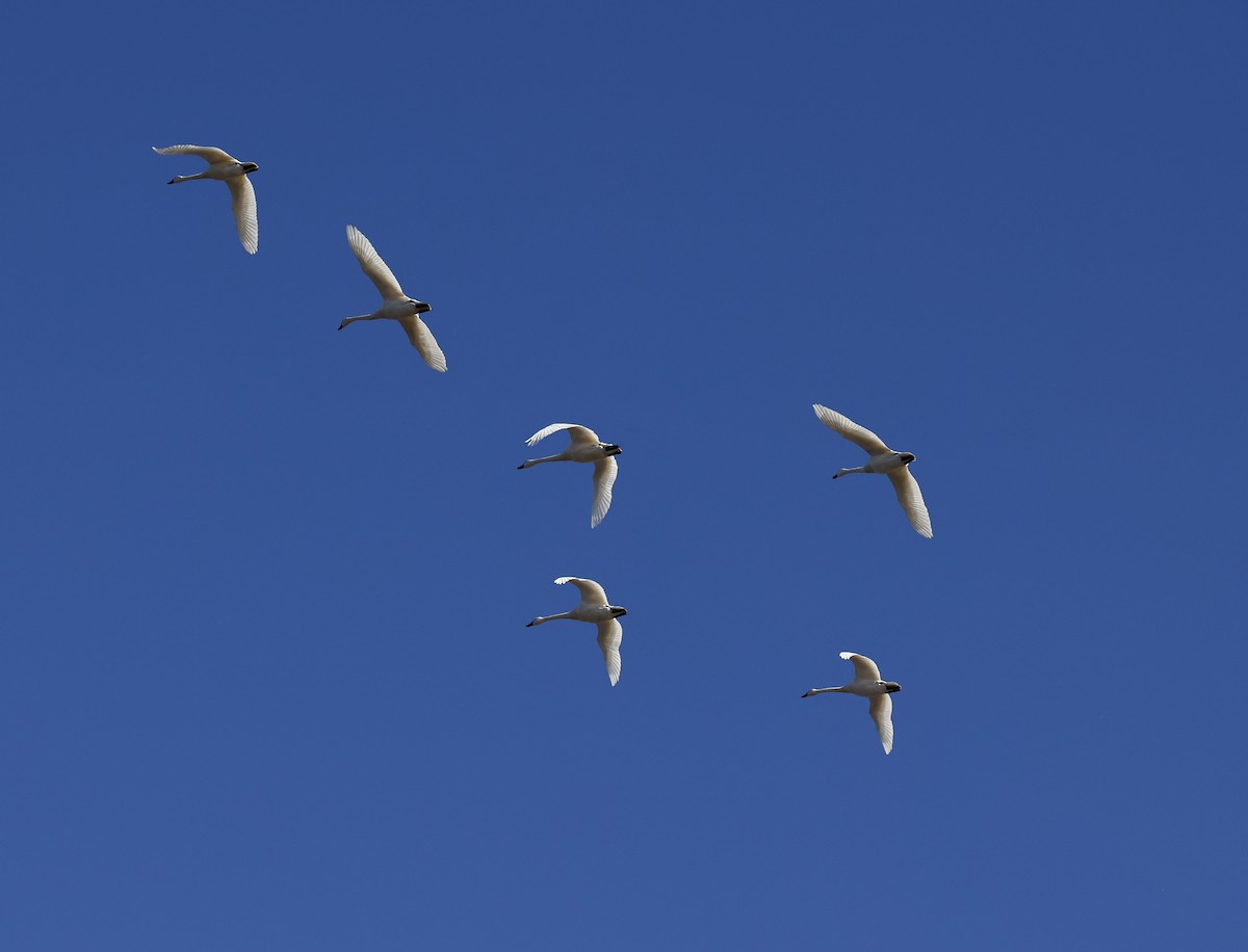 Tundra Swan - ML647901219