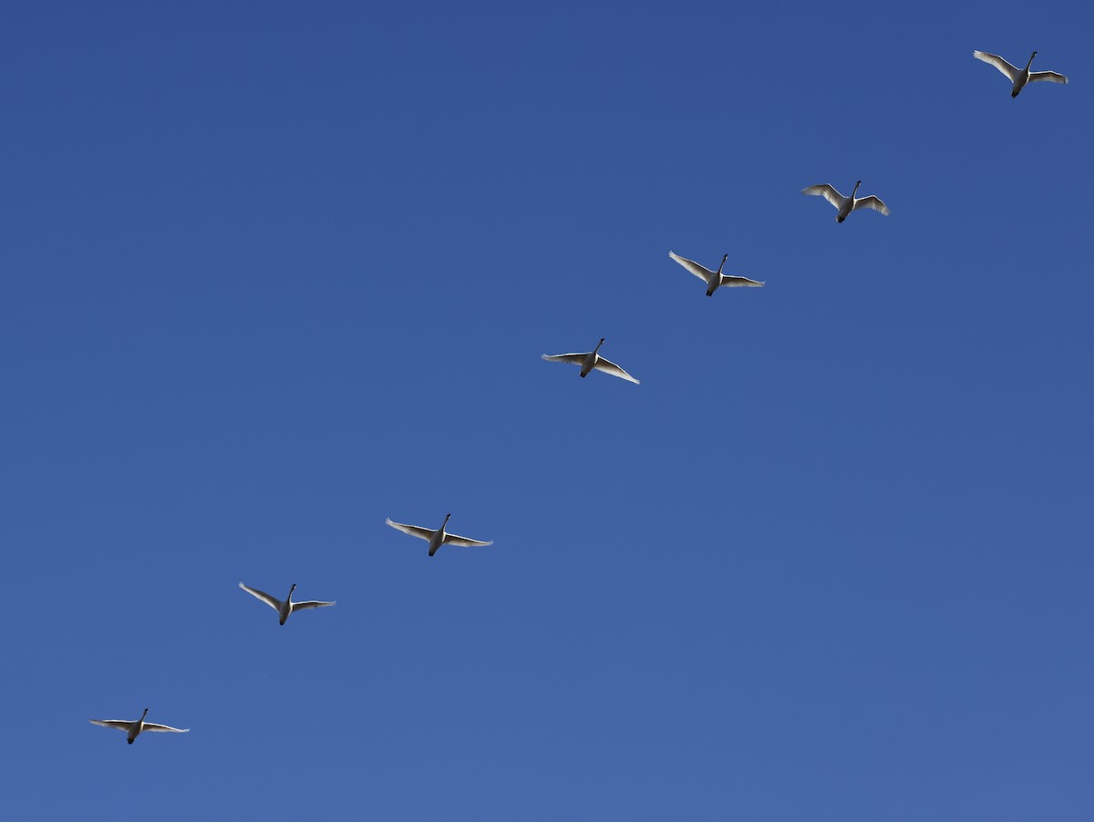 Tundra Swan - ML647901220