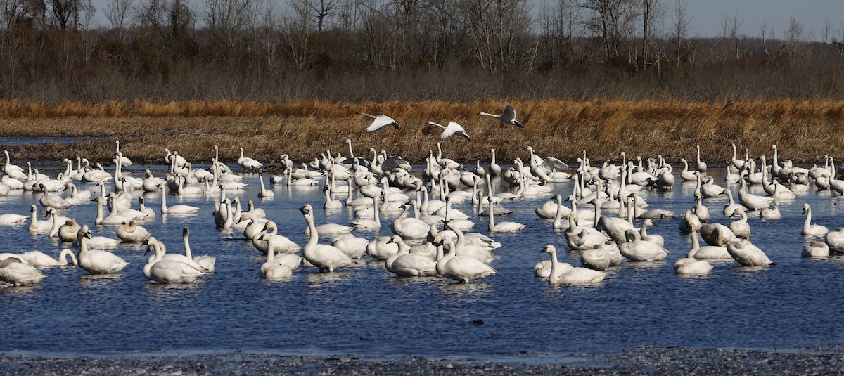 Tundra Swan - ML647901222