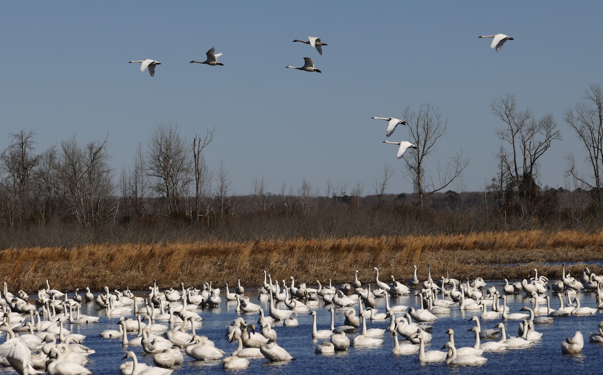 Tundra Swan - ML647901224