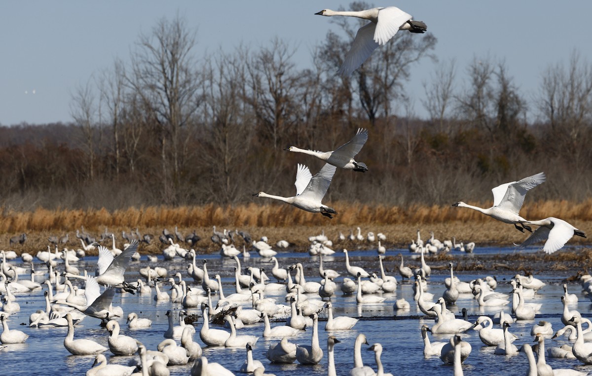 Tundra Swan - ML647901225