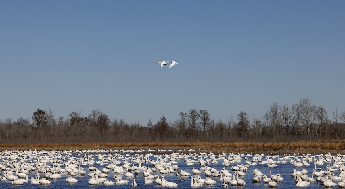 Tundra Swan - ML647901227